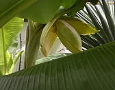 банановый цветок