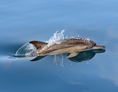 дельфин афалина